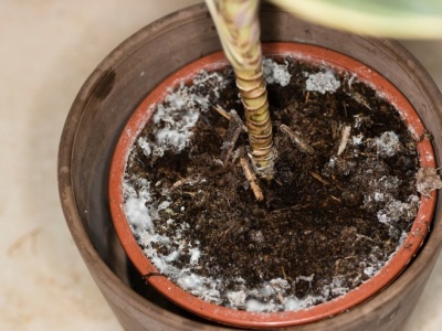 Widzisz taki nalot w doniczce? Wlej to do środka, a usuniesz go bez wysiłku