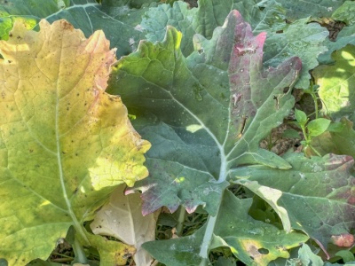 Po czym poznamy jesienne niedobory azotu w rzepaku?