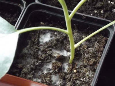 Zrób to, a biały osad zniknie raz na zawsze. Gleba odetchnie z ulgą