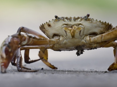 Kraby błotne to kulinarne złoto Azji. Teraz grozi im wyginięcie
