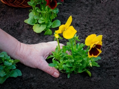 Chcesz, by bratki pięknie rozkwitły? Sięgnij po ten produkt z kuchni