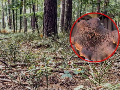 Poszedł na grzyby, pokazał, jaki okaz znalazł. 
