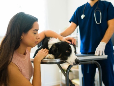 W tym miejscu nie można pochować psa lub kota. Za błąd zapłacisz 5 tys. zł