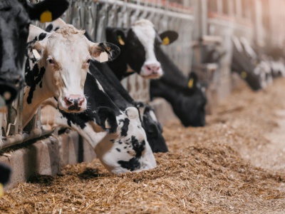 Żywienie białkowe, czyli więcej niż tylko białko ogólne