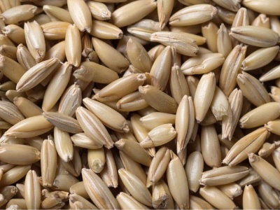 Najnowsze ceny zbóż paszowych w województwach