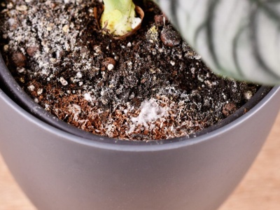 Zamiast do ciasta, wsyp do doniczki. Ziemiórki padną jedna po drugiej