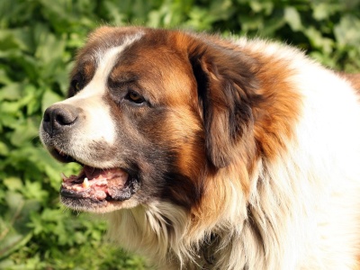 Uciekł z posesji i pogryzł 11-latkę. Właściciel nie dostarczył aktualnego szczepienia przeciwko wściekliźnie