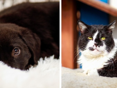 Galeria pod psem i kotem  (Odc.388)