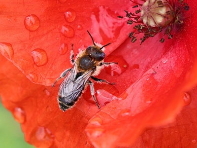 Makowa, czyli co robią Dzieci Słońca bez słońca