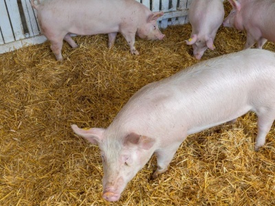 Cena tucznika 2025 – najniższy poziom od marca 2022 roku