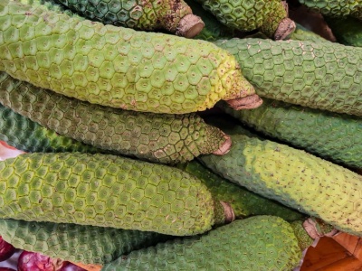 W Polsce niemal nieznany. W Meksyku uznawany za rarytas. Tak smakuje owoc monstery