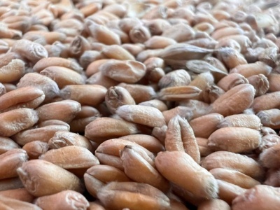 Eksport rosyjskiej pszenicy w październiku przekroczył 5 mln ton