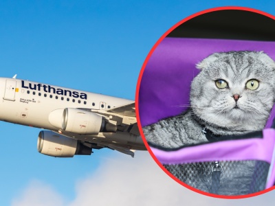 Leciał Lufthansą z Warszawy razem z kotem, trafił na czarną listę