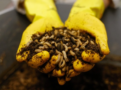 Wątpliwości wokół spożywania białka z owadów. Badacze wskazują na zagrożenia