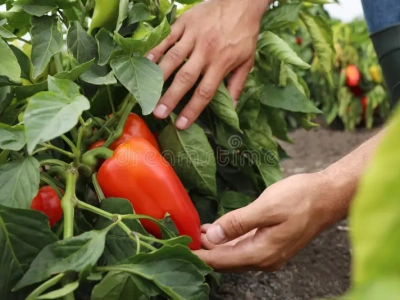 Ministerstwo Finansów: Samozbiory opodatkowane VAT w przypadku rolników nie-ryczałtowych