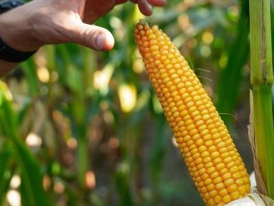 Przegląd topowych nowości kukurydzianych o różnym FAO