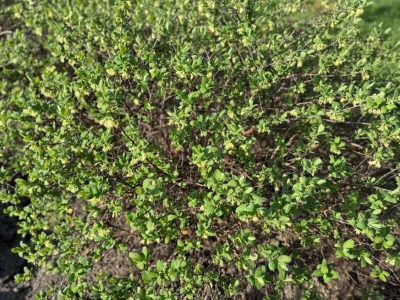 Przygotowanie stanowiska pod sadzenie jagody kamczackiej. Jaki odczyn pH będzie tu najlepszy?