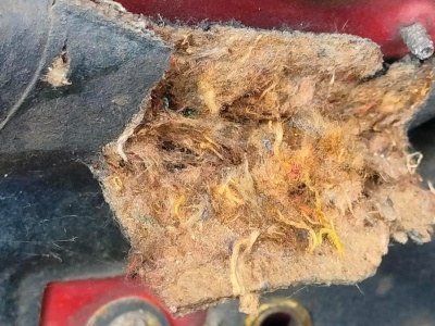 Najlepszy odstraszasz na kuny. Działa i kosztuje grosze