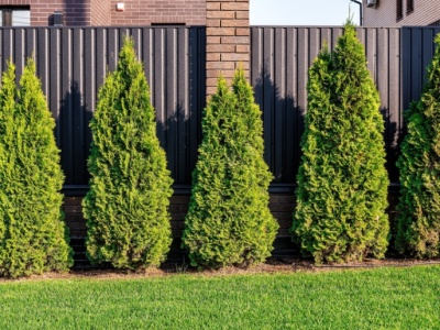 Kluczowe 220 centymetrów. Przekroczysz limit, sąsiad może złożyć pozew do sądu