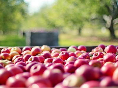 Nowy podatek cukrowy. Cios dla polskiego sadownictwa