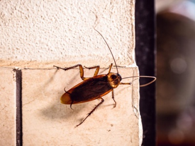 Skąd w domu biorą się prusaki?