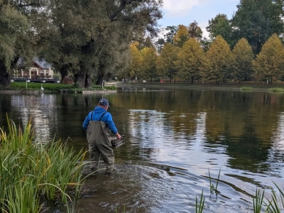 Nasadzenia roślin wodnych w legnickim Kozim Stawie
