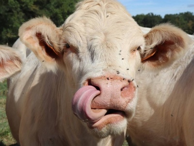 Kolejne ogniska bezobjawowej choroby. „Niebieski język” w stadzie z owcami i kozami