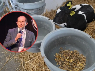 Jak uzyskać szybko rosnące cielęta? Ekspert zdradza klucz do sukcesu