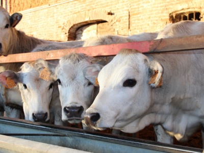 Ceny znowu w górę. Kolejny tydzień wzrostów. Bydła w skupach jak na lekarstwo