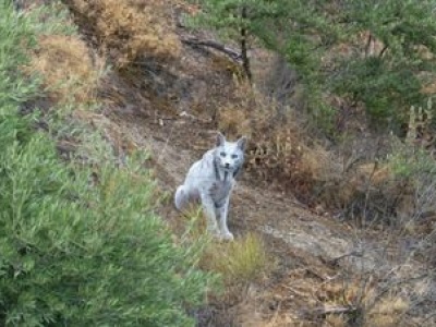Rzadki biały ryś iberyjski pojawił się w Hiszpanii. Naukowcy badają przyczynę