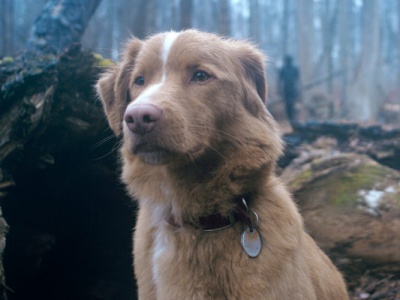 „Good Boy” – recenzja filmu. Pieskie życie horroru