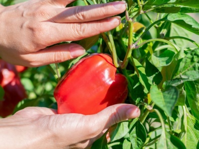 VAT od samozbiorów i tak trzeba zapłacić
