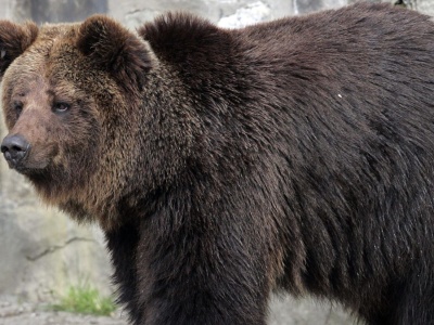 Nieoczekiwane wtargnięcie do kurnika. Drapieżnik utknął w klatce