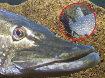 Chciał złowić suma, za haczyk chwycił „krokodyl z głębin”. Gigantyczny okaz