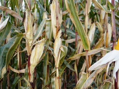 Dwukolbowość w kukurydzy. Większy plon czy strata?