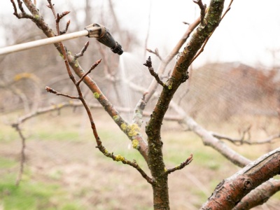 Oprysk mocznikiem na jesień to gwarancja zdrowych drzew. Ogrodnicy wskazują odpowiedni termin