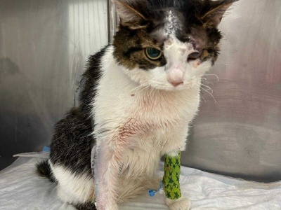 Zapadł wyrok w sprawie Pandka. KTOZ zapowiada odwołanie