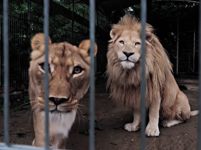 Burza o egzotyczne zwierzęta w małym miasteczku