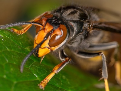 Byli na rajskich wakacjach. Doszło do ataku owadów. Ojciec i syn nie żyją