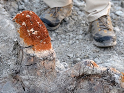 Drony pomagają w odnajdowaniu kości dinozaurów. Wszystko dzięki porostom