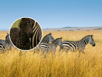 To urocze zwierzę zadziwia świat. Ma kropki zamiast pasków