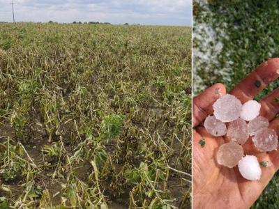 Rolnicy tracą pomoc przez 0,01 proc. strat. Będzie zmiana zasad?