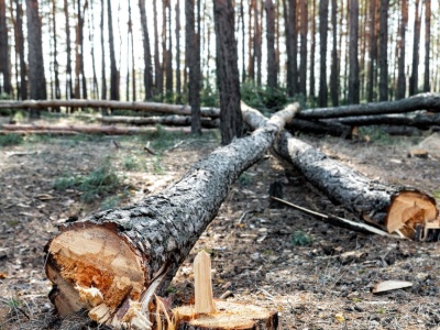 Podczas prac leśnych drzewo spadło na 43-latka z powiatu tureckiego