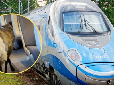 Niecodzienny pasażer w Pendolino. Owca w pampersie wzbudziła sensację
