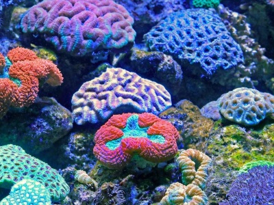 Nurkowanie w Tajlandii – co warto wiedzieć? Miejsca, które musicie zobaczyć!