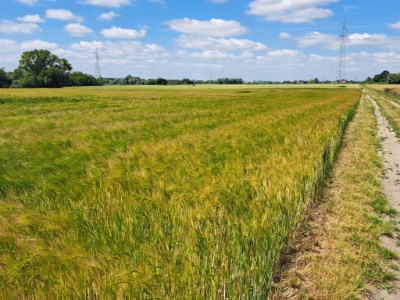 KOWR sprzedaje 112,5 ha pod Koszalinem. Licytacja od 10 mln zł