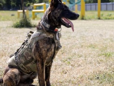 Policyjny pies Piorun udusił się w radiowozie. Prokuratura chce umorzyć sprawę