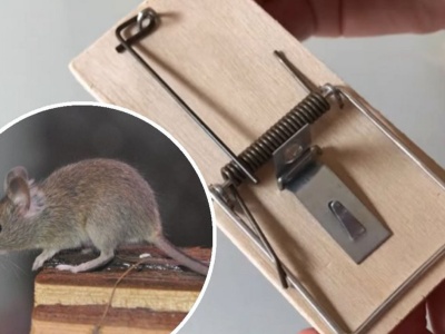 Zamiast pułapki kładę w kącie TO. Myszy i szczury znikają w 1 minutę