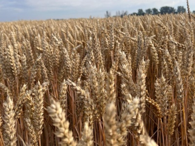 Wzrost ceny pszenicy na światowych giełdach