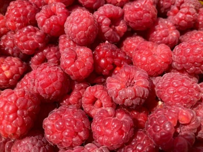 Maliny w ogrodzie i tunelu